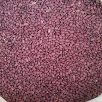 لوبیا قرمز درجه یک