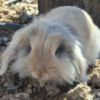 واگذاری خرگوش 6 ماهه