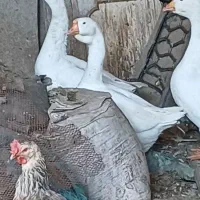 اردک اسرائیلی  تک جوجه جفت  و غوغاز|حیوانات مزرعه|الوند, |دیوار
