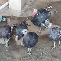 بوقلمون برنز اصل و درجە یک فریح|حیوانات مزرعه|پیرانشهر, |دیوار