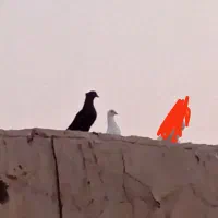 کفتر