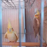 جفت عروس هلندی با تخم نطفه دار|پرنده|نورآباد ممسنی, |دیوار