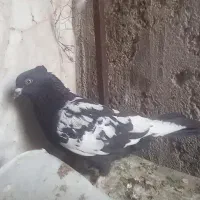 سینه نر مست