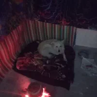 گمشده|حیوانات|شیروان (لرستان), |دیوار