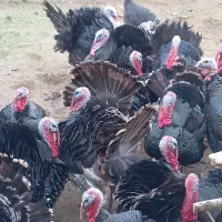 بوقلمون|حیوانات مزرعه|سقز, |دیوار