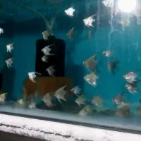 انجل و...