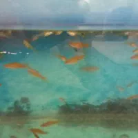 ماهی.  گوپی. ماهی دم شمشیری