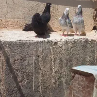 کبوتر رنگی فروشی