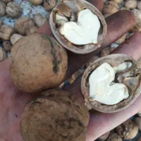 گردو درجه یک،ایرانی،مغزسفیدوخوشمزه،برای خاص پسندها