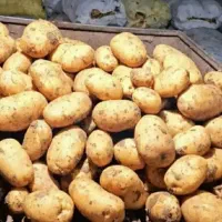 فروش سیب زمینی مستقیم کشاورز
