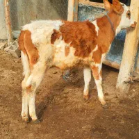 گوساله نر دورگ سیمینتال قرمز  از گاو تلیسه