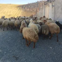 گوسفند ، میش و بره|حیوانات مزرعه|کرمانشاه, |دیوار