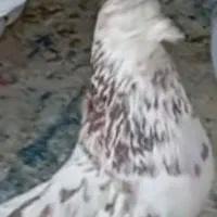 کبوتر|حیوانات|پاکدشت, پاکدشت (مامازند)|دیوار