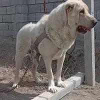 واگزاری‌سگ‌نگهبان|سگ|صومای برادوست, |دیوار