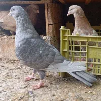 کله ای تاپ برنجی