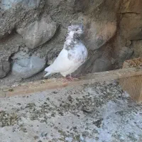 جفت کفتر کله سرخ کلاهی|پرنده|بافت, |دیوار