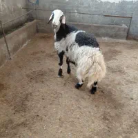 بره قوچ پلنگی خال سیاه|حیوانات مزرعه|الشتر, |دیوار