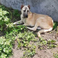 سگ سراب سن ۹ماه