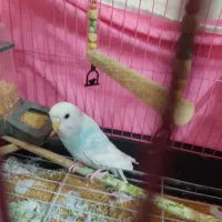 فروشی|پرنده|ری, شهرری|دیوار