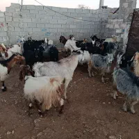 30راس بز یک عدد پازن