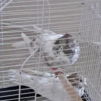 کبوترم گمشده