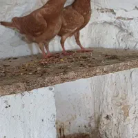 جفت جوجه کبوتر زرد|پرنده|بوشهر, |دیوار