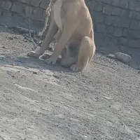 جفت توله سرابی|سگ|زابل, |دیوار