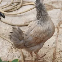 مرغ و خروس|حیوانات مزرعه|بندرلنگه, |دیوار