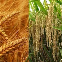 برنجکوبی و آسیاب گندم