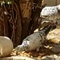 کبوتر گمشده