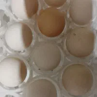 تخم نطفه دار ابریشمی و کوشین