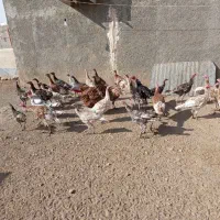 بوقلمون|حیوانات مزرعه|ماهیدشت, |دیوار