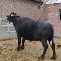 گاومیش ابستن