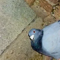 فروش کبوتر مسافتی وشامی