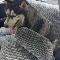 سگ هاسگی مالاموت