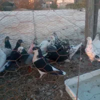 کبوتر تکپر|پرنده|تاتار علیا, |دیوار