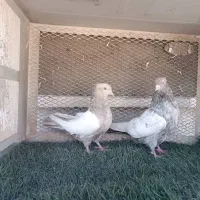 کبوتر .سینه سرور|پرنده|اهواز, کوی طلاب|دیوار