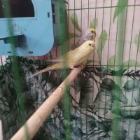 پرنده مرغ عشق|پرنده|آمل, |دیوار