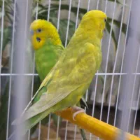 مرغ عشق با دو تا تخم|پرنده|سنندج, |دیوار