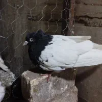 ماده کله ای سیاه