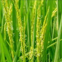 کاه گندم پیله دار و عالی