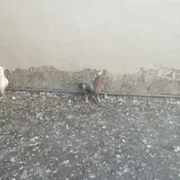 سرکه ای هفت رنگ وکرم ماده خوش خال|پرنده|محمدیه-قزوین, |دیوار