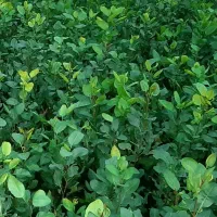 نهال پسته یکساله