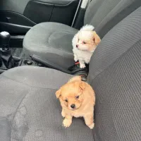 سگ پامر|سگ|مشهد, یاس|دیوار