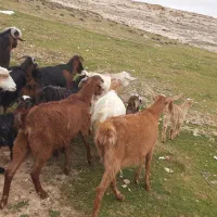 بز و بزغاله جوان و مالچه بره نر