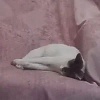 واگذاری رایگان ۲ تا گربه دی اس اچ