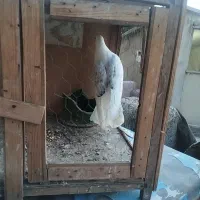 کبوتر باخت رفته