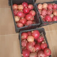 انار اردستان ملس و پراب