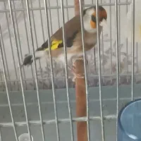 سهره نر، جوجه سال، نشون ۴ دنگ رو بالا