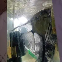 ماهی انجل بزرگ باله بلند